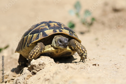 Eastern Hermann's tortoise, European terrestrial turtle, Testudo hermanni boettgeri photo