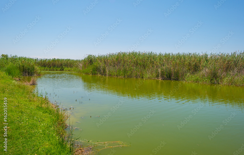 Reed along the Albufera lagoon in summer Reed along the Albufera lagoon in summer
