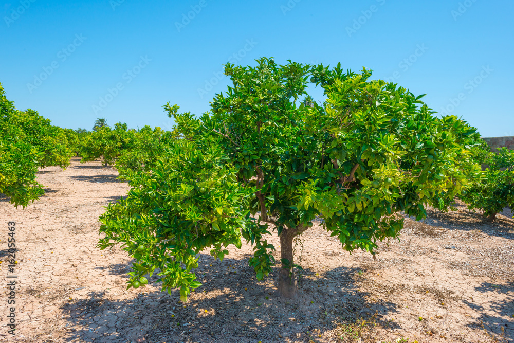 Orchard of lemon trees in sunlight in summer