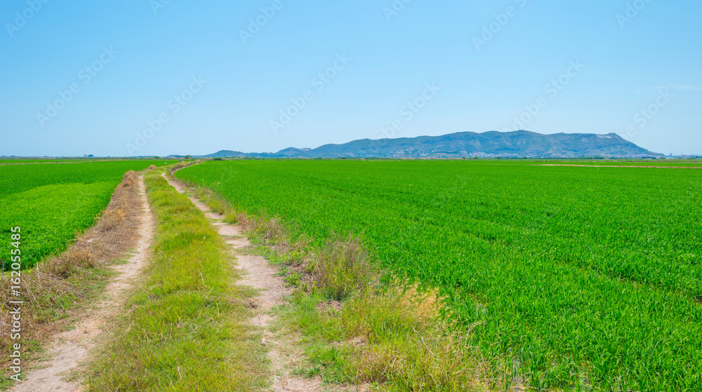 Rice paddies nearValencia in summer
