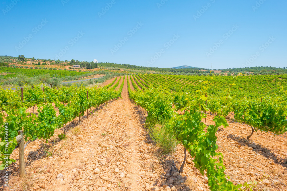 Vineyard in a hilly landscape in summer