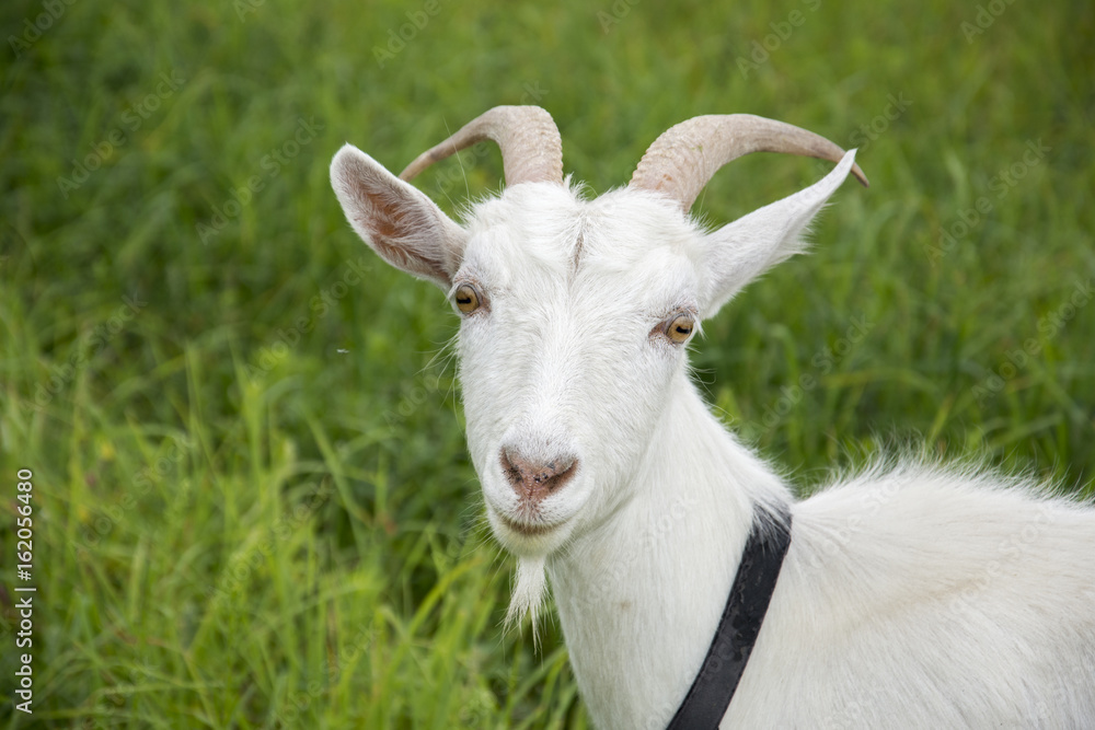 Goat grazing in a meadow. Close-up.