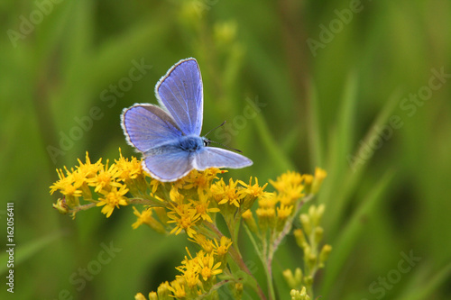 Obraz na płótnie Blue small butterfly w salonie