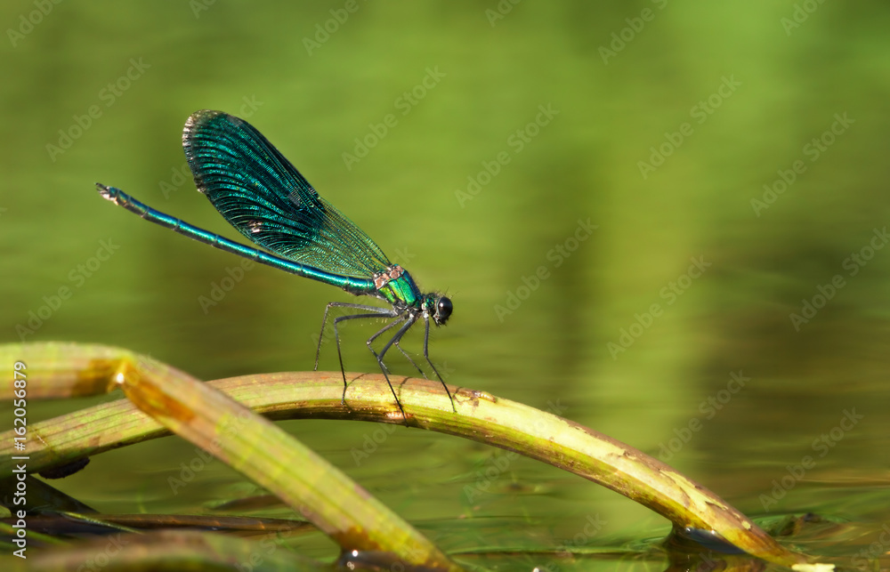 Dragonfly sitting on a water stick 5 Dragonfly sitting on a water stick 5