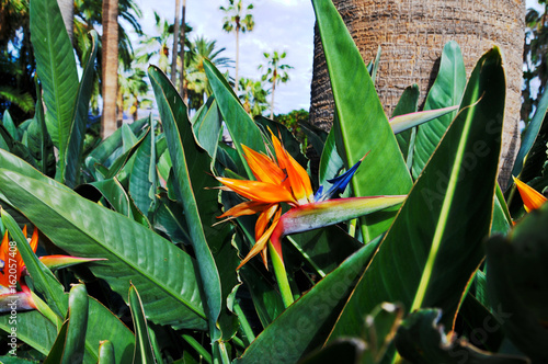 strelitzia