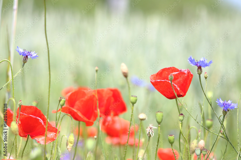 Obraz premium Cornflowers surrounded by poppies