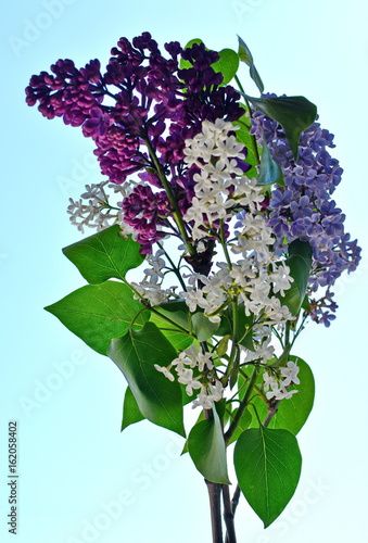 spring bouquet of white lilac from lilac and lavender color on blue isolated background photo