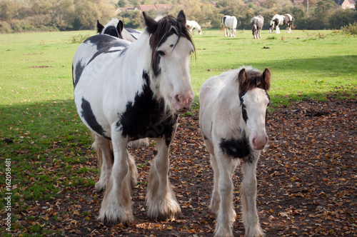 Horse with Foal