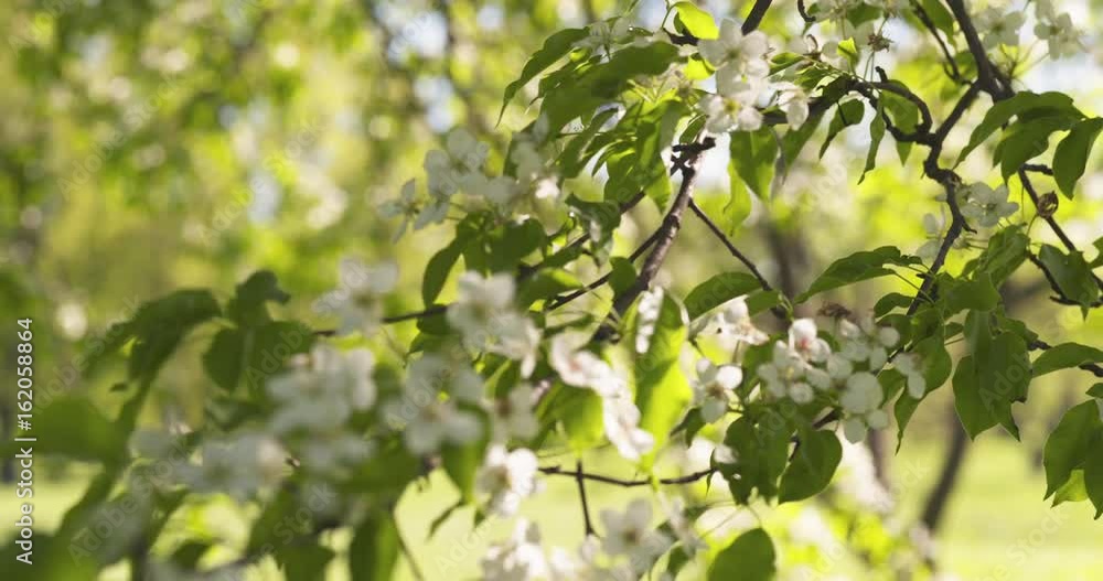 slow motion closeup pan shot of white apple tree blossom slow motion closeup pan shot of white apple tree blossom