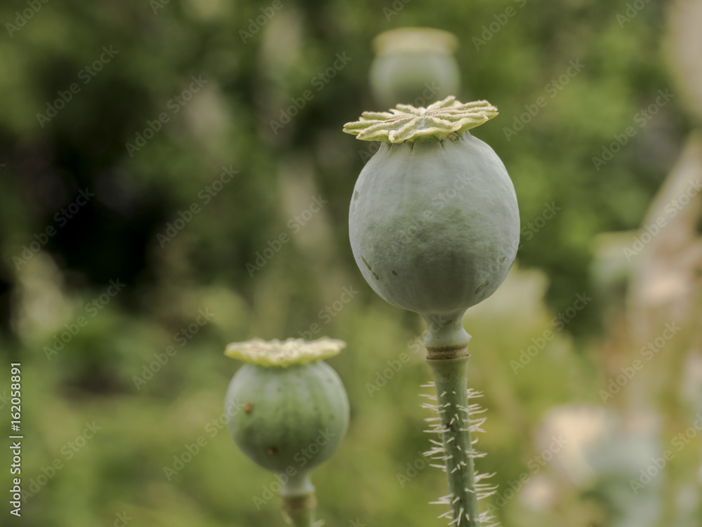 Naklejka premium Mohn