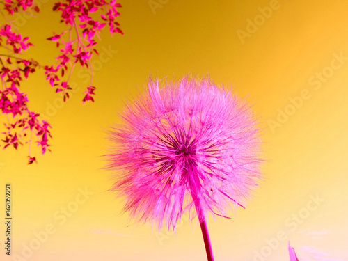 fantastic dandelion