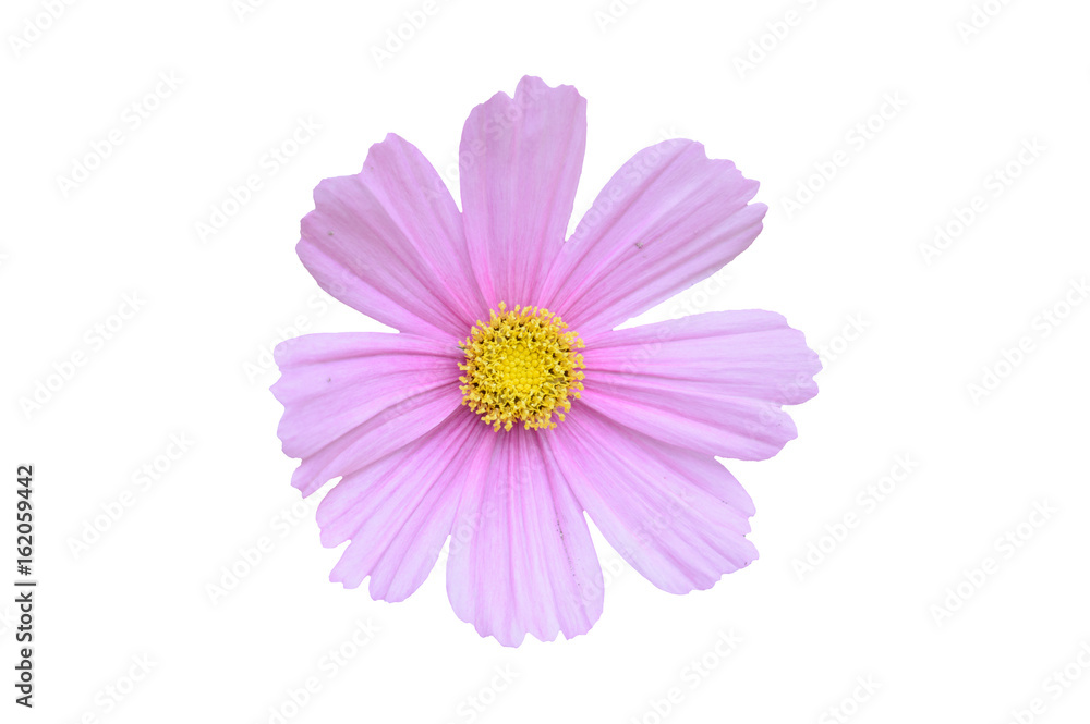 Single pink cosmos bipinnatus flower isolated on a white background