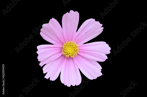 Single pink cosmos bipinnatus flower isolated on a black background