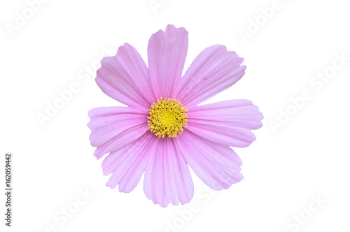 Single pink cosmos bipinnatus flower isolated on a white background