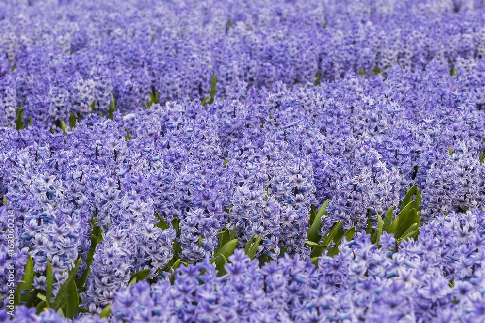 Obraz premium Detail Purple Hyacinth Field