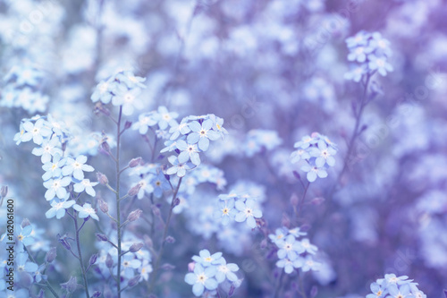 forget-me-not (Myosotis) flowers background (shallow DOF) in shades of blue and violet