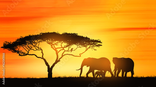 Savanna elephants at sunset
