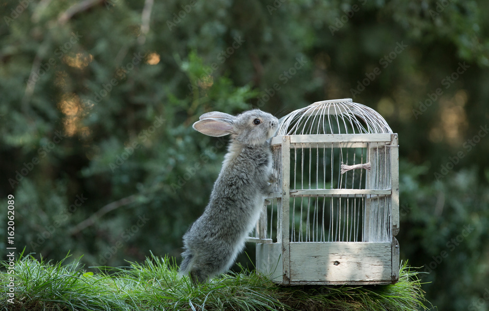 Fototapeta premium Little hare on the lawn, a rabbit in a cage