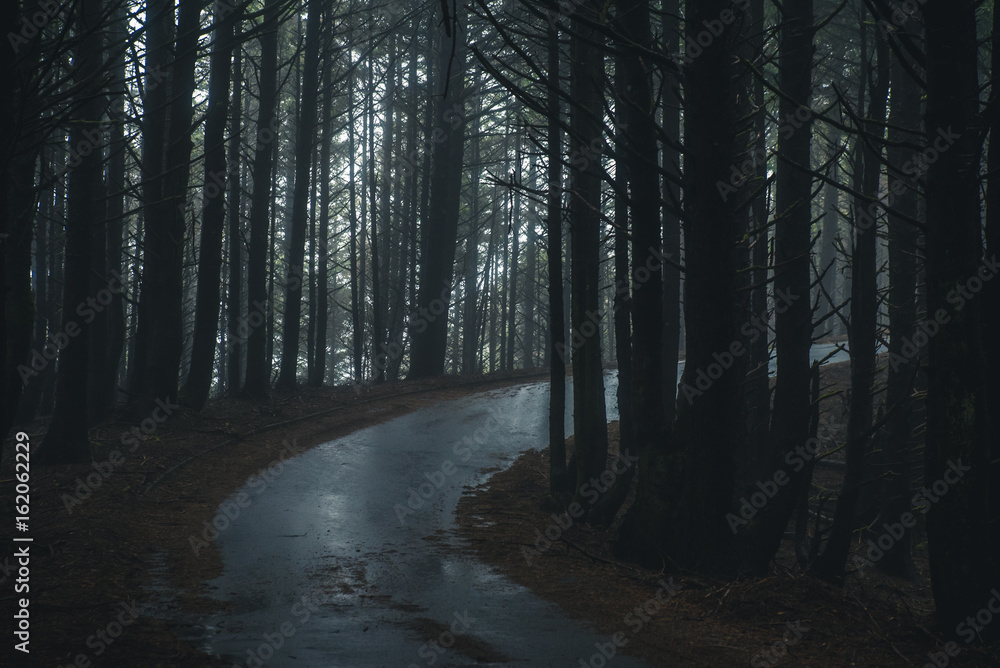 Fototapeta premium Misty forest road.