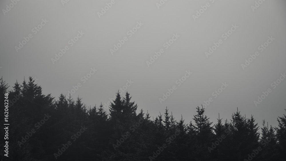 Fototapeta premium Black and white forest in fog.