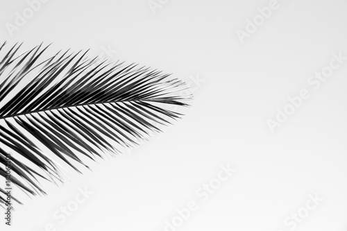 Black and white isolated low angle view of palm tree leaf against white sky background 
