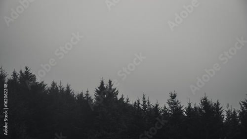 Black and white forest in fog.