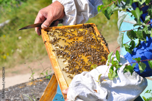 Beekeeper is working with bees and beehives on the apiary. Beekeeper with smoker controlling beehive and comb frame © Ivan