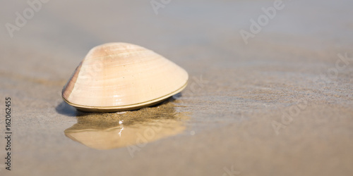 Fotótapéta A clam on a beach in California