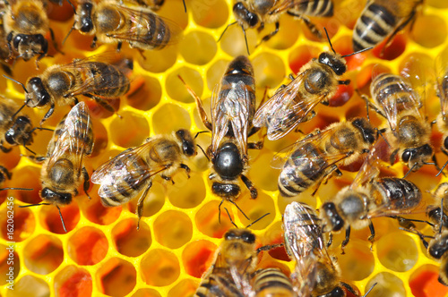 Mistress bee colonies. Queen bee is larger than worker bee. Queen bee surrounded by her workers. 