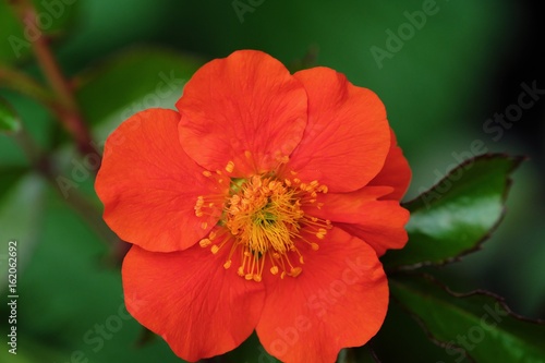 Beautiful orange flower in summer Park 