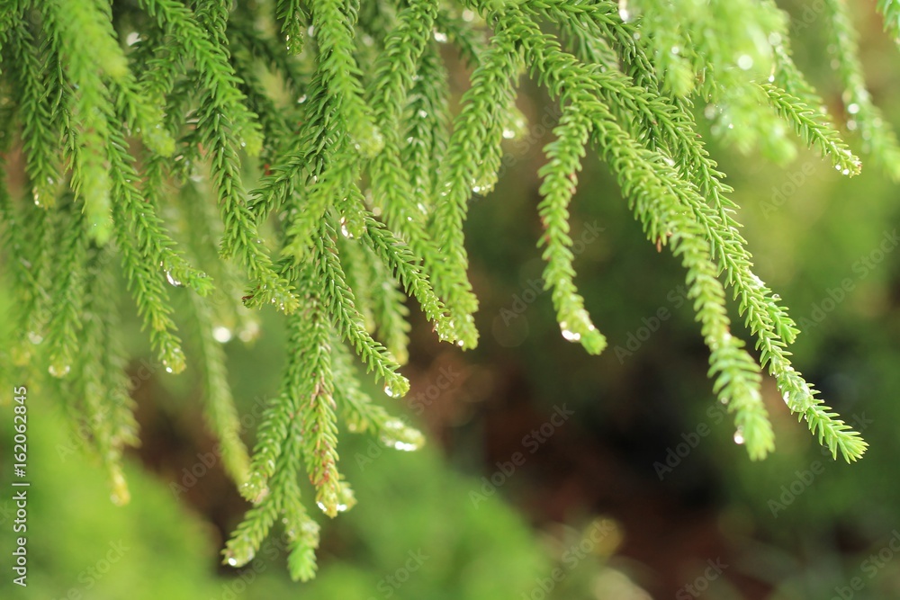 Fir tree branch or Christmas tree branch Fir tree branch or Christmas tree branch