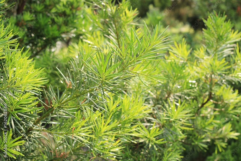 Fir tree branch or Christmas tree branch Fir tree branch or Christmas tree branch