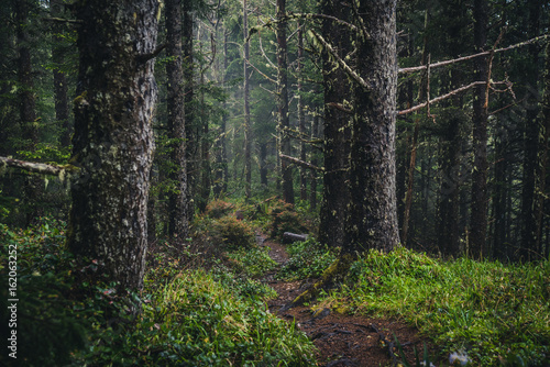 Lush forest trail. © RyanTangPhoto