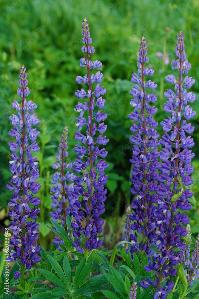 Beautiful flowers lupins in summer Park Beautiful flowers lupins in summer Park