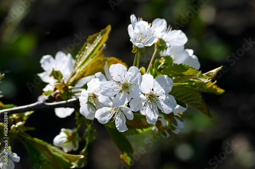 White flowers of sweet cherry on a dark background.