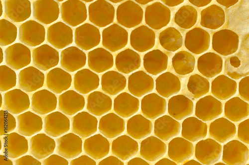 Honeycomb from a bee hive filled. Background texture of honeycomb