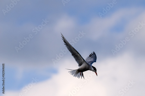 Common tern hovering in search of fish prey against cloudy blue skies