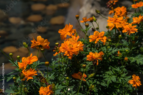 Orange Flower on Sunny Day