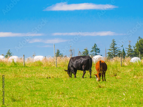 Two cows grazing on the grass field © pr2is