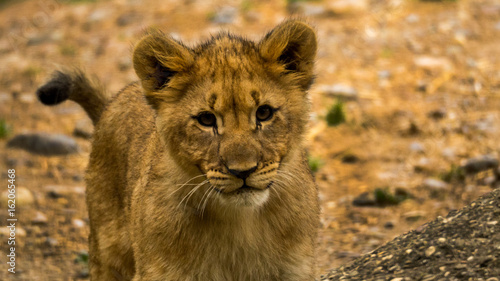 portrait von jungem Löwen