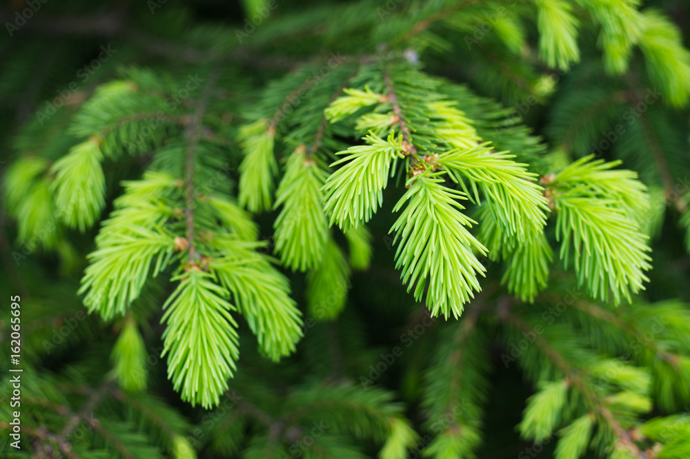 New spruce branches. Needles and tree branches close-up New spruce branches. Needles and tree branches close-up