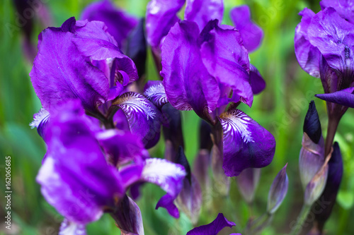Violet flowers of iris close-up
