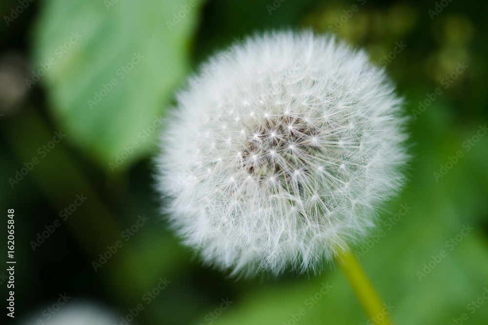 White dandelion bud with seeds close-up