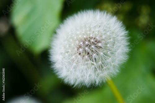 White dandelion bud with seeds close-up