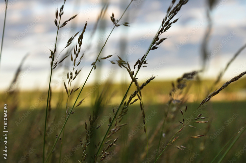 Fototapeta premium Grain for commercial purpose