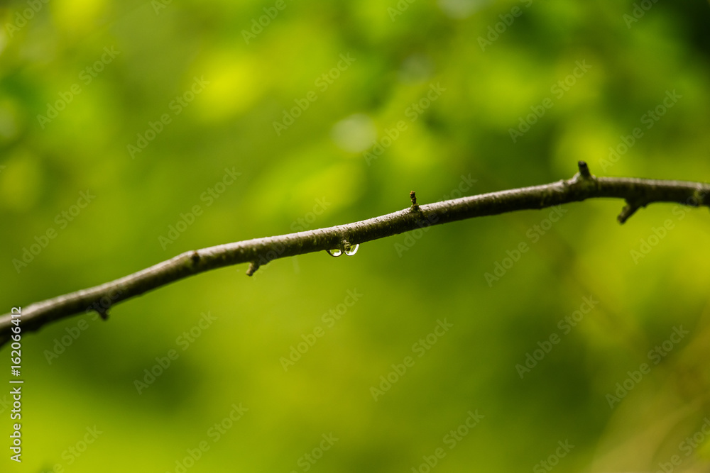 A beautiful, tranquil rain drops on a branch of an alder tree in a forest. Fresh, natural look. A beautiful, tranquil rain drops on a branch of an alder tree in a forest. Fresh, natural look.