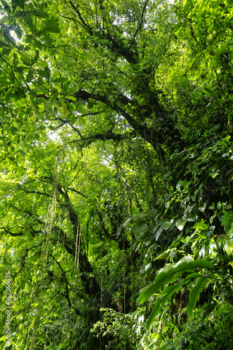 Falling lianas on trail to the Trafalgar waterfalls. Morne Trois Pitons National Park  UNESCO Heritage Site   Dominica
