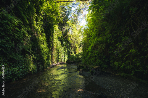 Fern Canyon, California, USA.