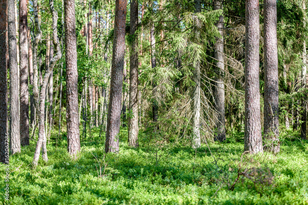 green forest with tree trunks in summer green forest with tree trunks in summer
