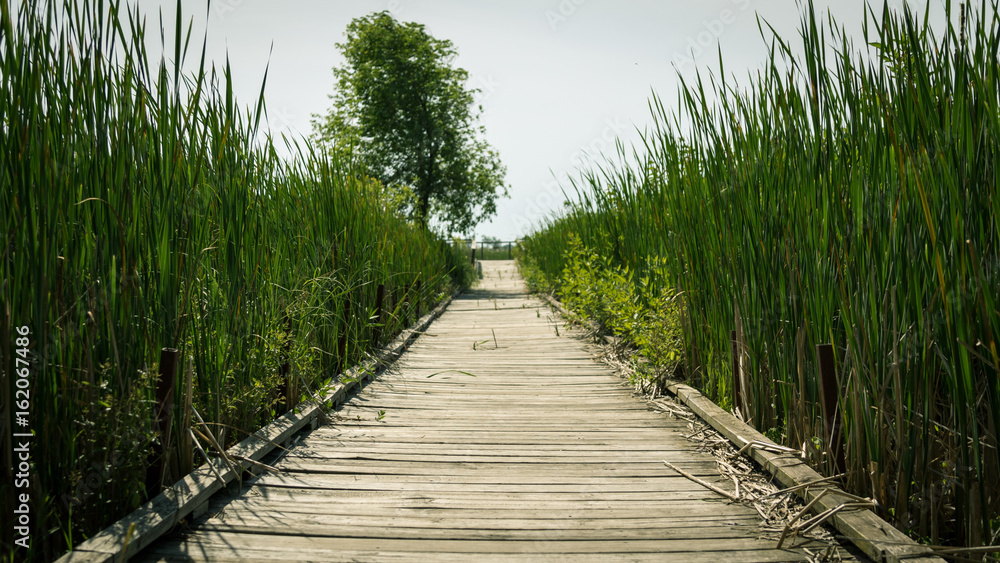 Fototapeta premium Lake Grass Path